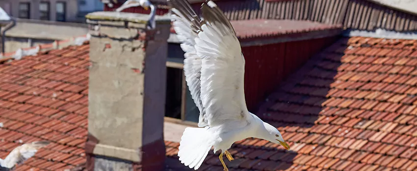 Residential Chimney Animal Removal Solution in San Jacinto, CA